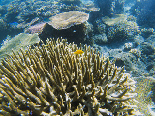 Naklejka na ściany i meble Yellow fish in spiky coral reef. Tropical seashore inhabitants underwater photo.