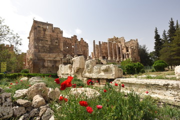 poppy flowers in front of baalbek temple in bekan valley in lebanon