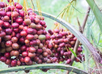 Dates on a palm tree.