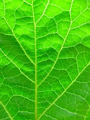 green leaf texture