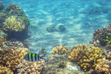 Naklejka na ściany i meble Striped sergeant fish in coral reef. Tropical seashore inhabitant underwater photo.