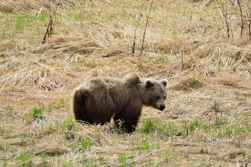 Trip to Alaska, USA