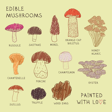 Set drawings of edible mushrooms for your design.