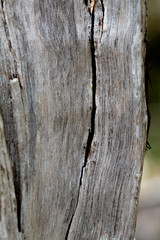 Tree bark Texture - 24