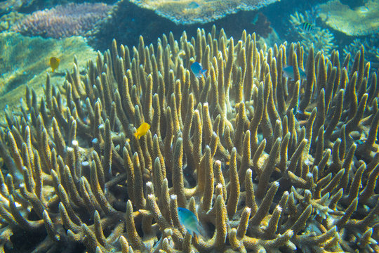 Blue and yellow fish in coral reef. Tropical seashore inhabitants underwater photo.