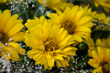 Beautiful bouquet of blooming yellow flowers