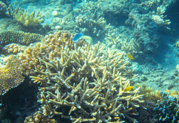 Neon blue coral fish in coral reef. Tropical seashore inhabitants underwater photo.