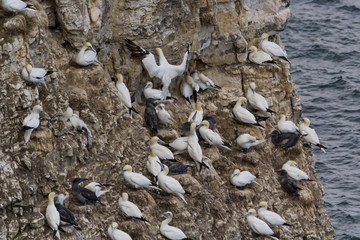 Gannet colony