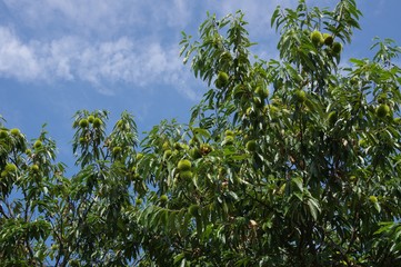 栗の木と秋空