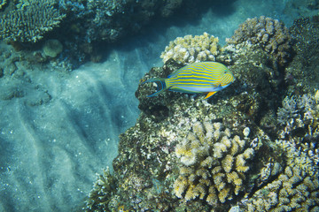 Fototapeta na wymiar Striped surgeonfish in coral reef. Tropical seashore inhabitants underwater photo.