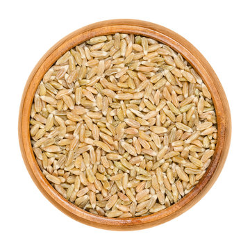 Whole grain green spelt in wooden bowl. Husked, dried half ripe spelt. Green kernel. Seeds of Triticum spelta, also dinkel wheat or hulled wheat. Macro food photo close up from above over white.