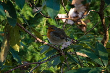 Robin