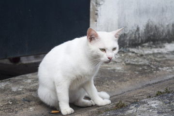 white cat in alley of one the village