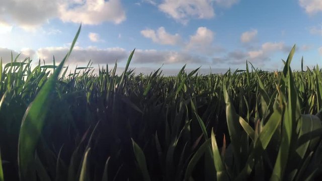 Walking in green wheat field on a sunny day. 4K, close up. Countryside landscape, agricultural fields, meadows and farmlands in spring. Environment friendly farming and industrial agriculture concept
