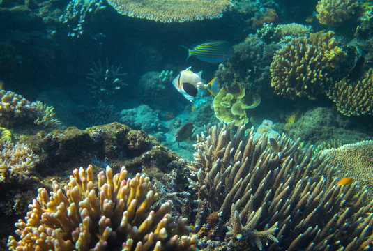 Triggerfish Picasso in coral reef. Tropical seashore inhabitants underwater photo.