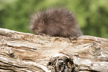 Baby Porcupine