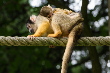 Mom monkey and baby monkey