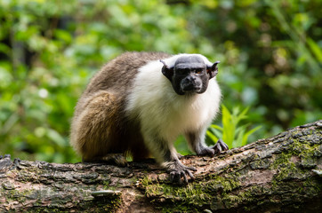 Moody Monkey