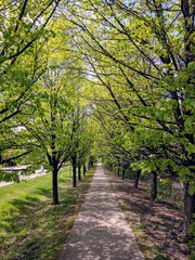 Tree lined sidewalk