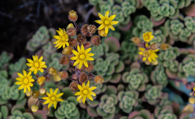 yellow flowers from above