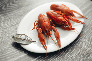 Crayfish on a white plate on a dark background