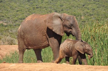 elephant mother with young