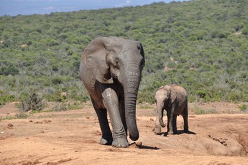 big male elephant