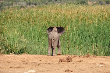 Elephant calf looking for mum