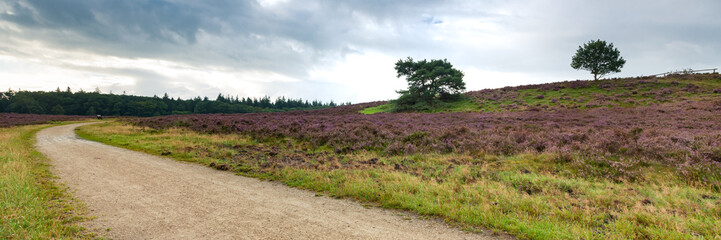 Fototapeta na wymiar Flowering Heathland or moorland in Holland