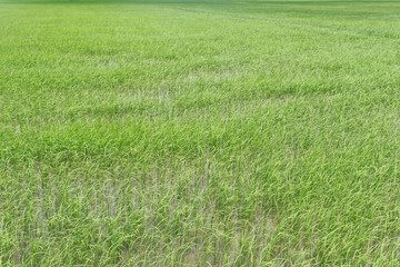 Fototapeta na wymiar Green Paddy fields.