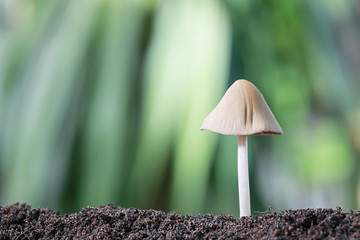 Mushroom poisoning growing on ground.