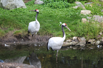 red-crowned crane (Grus japonensis)
