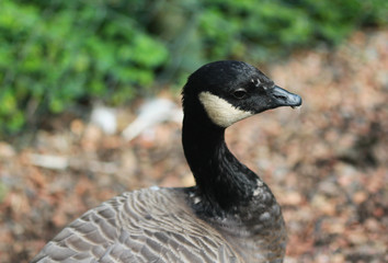 Obraz premium cackling goose (Branta hutchinsii)