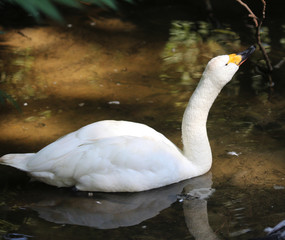 Bewicks swan