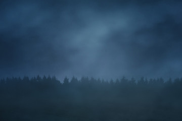 forest in the mountain at night