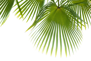 Palm leaves isolated on white background.