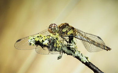 Focus Stacking - Vagrant Darter, Dragonfly, Sympetrum vulgatum