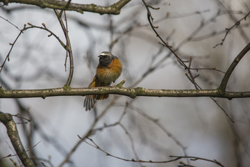 wild birds