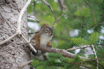 Ecureuil