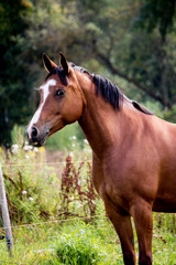 Portrait of bay arabian mare