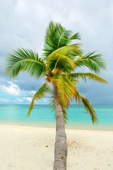 Fototapeta na wymiar Fallen palm tree on a sandy beach along the turquoise ocean