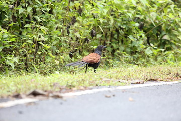 Greater coucal (Centropus sinensis)  in Khao Yai National Park, Thailand  