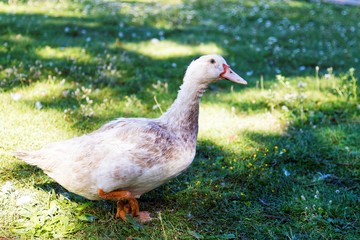 Goose is walking on the grass. Shallow focus.