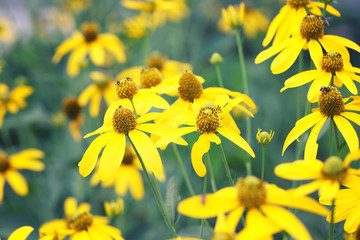 Japanese sunflower or Nitobe chrysanthemum.