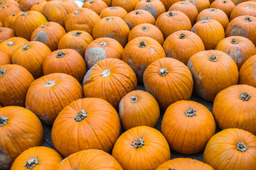 K&uuml;rbis Sortiment 