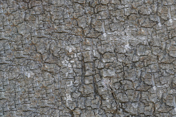 surface of the tree trunk.