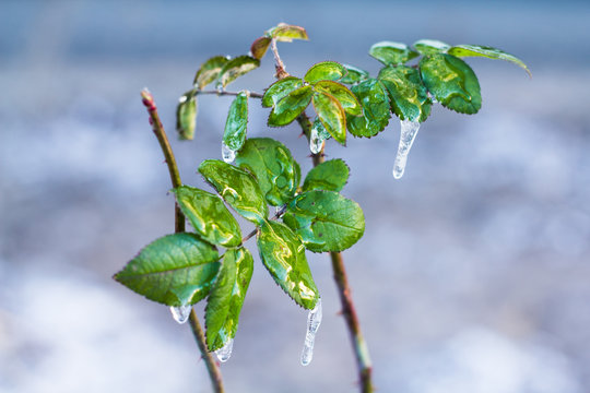 Frozen flowers in an icy crust