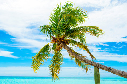 Palm trees with branches of coconut on the background of bright cloudless blue sky