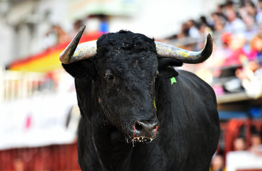 bull