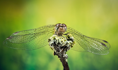 Focus Stacking - Vagrant Darter, Dragonfly, Sympetrum vulgatum